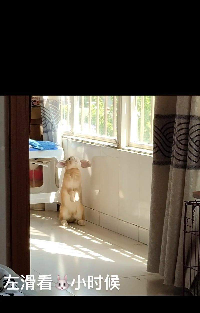 垂耳兔的成长周期研究（以垂耳兔多久能长大为主题的生物学调查）