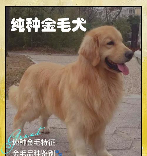 纯种金毛的特征及饲养要点(探寻纯种金毛的迷人特征和养护技巧) 纯种金毛的特征及饲养要点(探寻纯种金毛的迷人特征和养护技巧)