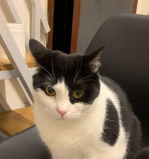 猫咪进新家需要适应多久?(探索适应新环境所需的时间和方法) 猫咪进新家需要适应多久?(探索适应新环境所需的时间和方法)