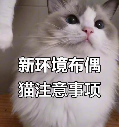 猫咪进新家需要适应多久?(探索适应新环境所需的时间和方法) 猫咪进新家需要适应多久?(探索适应新环境所需的时间和方法)