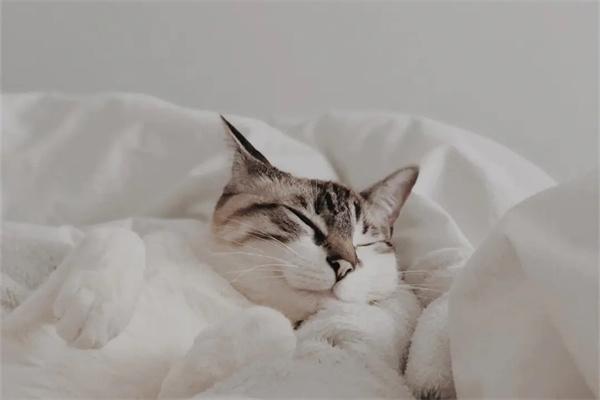 猫咪睡觉要不要用枕头? 猫咪睡觉要不要用枕头?