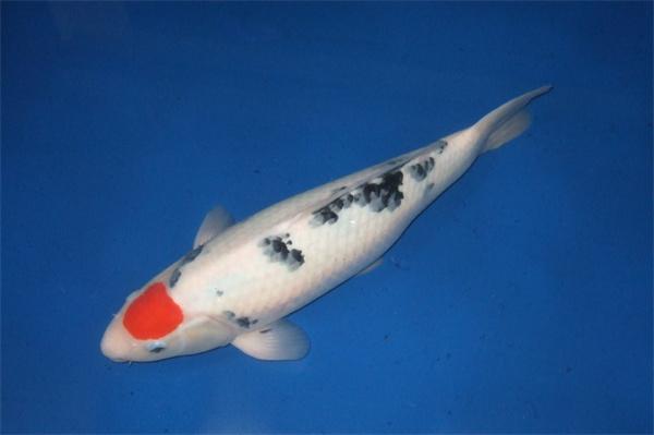 锦鲤掉鳞片是什么原因? 锦鲤掉鳞片是什么原因?