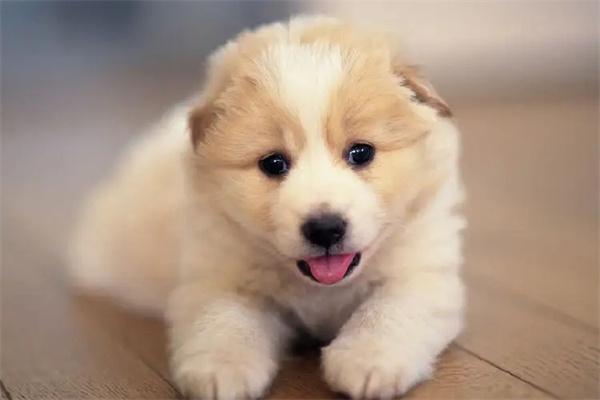 幼犬腿瘸是怎么回事? 幼犬腿瘸是怎么回事?