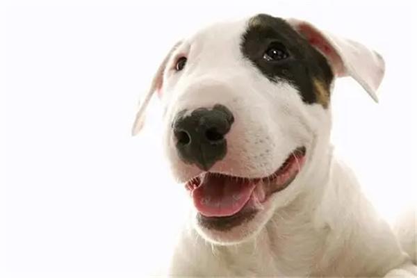 狗狗喘粗气的原因 狗狗喘粗气的原因