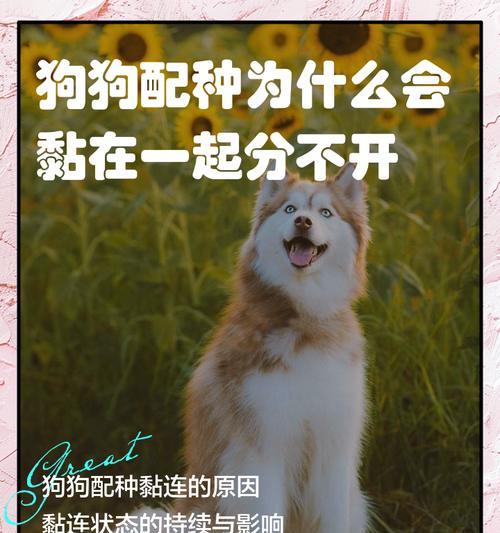 狗犬配种间隔的最佳时间选择（探索狗犬配种间隔的最佳策略，以确保繁育的成功和健康）