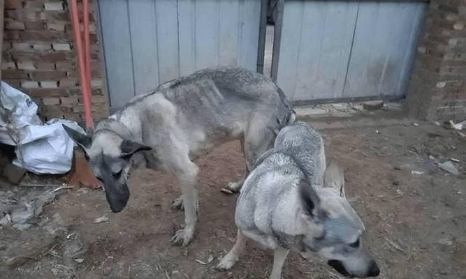 狗犬配种间隔的最佳时间选择（探索狗犬配种间隔的最佳策略，以确保繁育的成功和健康）