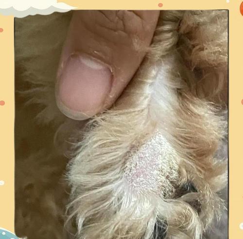 狗的皮肤病解析——常见皮肤问题及预防与治疗方法(揭秘狗狗皮肤病的形成原因和有效应对措施) 狗的皮肤病解析——常见皮肤问题及预防与治疗方法(揭秘狗狗皮肤病的形成原因和有效应对措施)