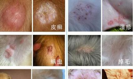 狗的皮肤病解析——常见皮肤问题及预防与治疗方法(揭秘狗狗皮肤病的形成原因和有效应对措施) 狗的皮肤病解析——常见皮肤问题及预防与治疗方法(揭秘狗狗皮肤病的形成原因和有效应对措施)