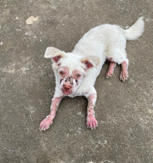 狗的皮肤病解析——常见皮肤问题及预防与治疗方法(揭秘狗狗皮肤病的形成原因和有效应对措施) 狗的皮肤病解析——常见皮肤问题及预防与治疗方法(揭秘狗狗皮肤病的形成原因和有效应对措施)