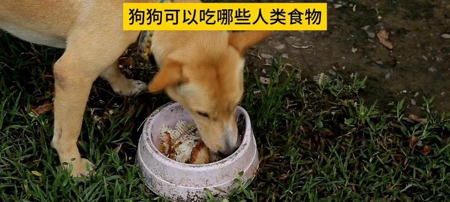 金毛狗的饮食（以金毛狗为例，探讨适合它们的膳食搭配，以青菜为主的好处）