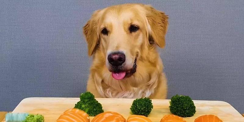 金毛狗的饮食（以金毛狗为例，探讨适合它们的膳食搭配，以青菜为主的好处）