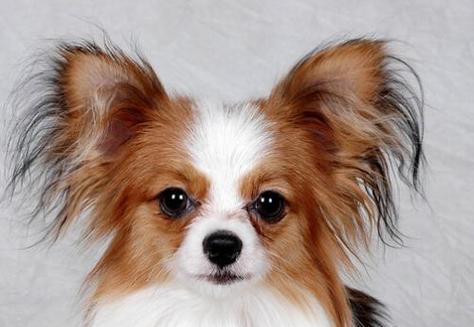 不掉毛的狗狗大全(了解不掉毛狗狗品种及护理方法) 不掉毛的狗狗大全(了解不掉毛狗狗品种及护理方法)