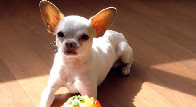 不掉毛的狗狗大全（了解不掉毛狗狗品种及护理方法）