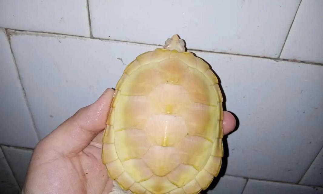 探索宠物龟的品种世界(多样性与魅力的结合,解密宠物龟的奇妙生态) 探索宠物龟的品种世界(多样性与魅力的结合,解密宠物龟的奇妙生态)