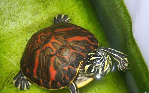 探索宠物龟的品种世界(多样性与魅力的结合,解密宠物龟的奇妙生态) 探索宠物龟的品种世界(多样性与魅力的结合,解密宠物龟的奇妙生态)