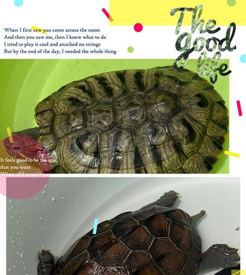 探索宠物龟的品种世界(多样性与魅力的结合,解密宠物龟的奇妙生态) 探索宠物龟的品种世界(多样性与魅力的结合,解密宠物龟的奇妙生态)