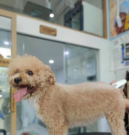 宝宝狗狗的清洁秘籍（三个月大的狗狗适合多久洗一次澡？）