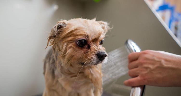 宝宝狗狗的清洁秘籍（三个月大的狗狗适合多久洗一次澡？）