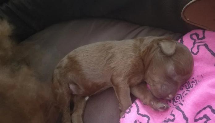 狗的妊娠期及分娩时间(狗妊娠周期、分娩过程及相关注意事项) 狗的妊娠期及分娩时间(狗妊娠周期、分娩过程及相关注意事项)