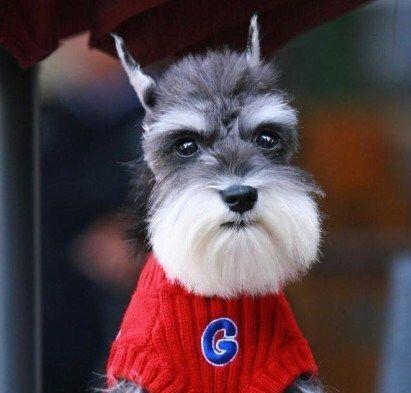 不掉毛的狗狗大全(了解不掉毛狗狗品种及护理方法) 不掉毛的狗狗大全(了解不掉毛狗狗品种及护理方法)