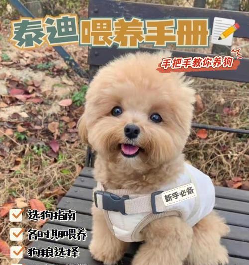 科学饲养泰迪幼犬，让它健康成长！（教你5个科学的方法，让泰迪宝宝快乐成长）