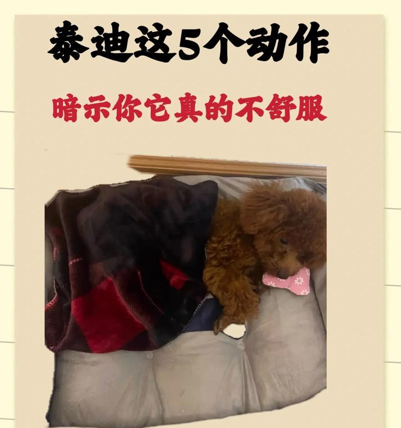 科学饲养泰迪幼犬，让它健康成长！（教你5个科学的方法，让泰迪宝宝快乐成长）