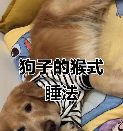 小狗的睡眠需求及其对健康的重要性（探索小狗睡眠模式与健康之间的关系）