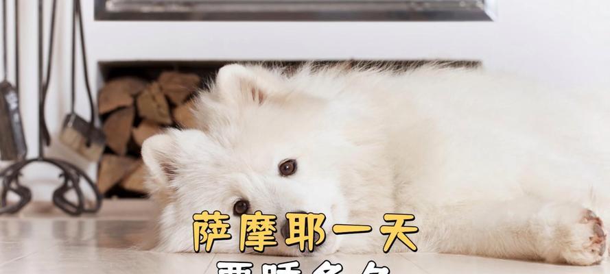 小狗的睡眠需求及其对健康的重要性（探索小狗睡眠模式与健康之间的关系）