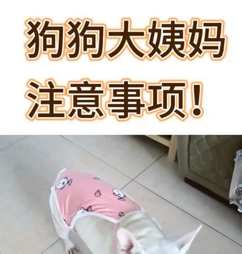 狗的月经周期及注意事项(了解狗的生理周期,关注宠物健康) 狗的月经周期及注意事项(了解狗的生理周期,关注宠物健康)