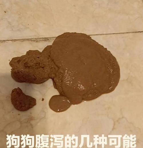 宠物狗狗肠炎的常见症状及治疗方法（了解狗狗肠炎，呵护宠物健康）