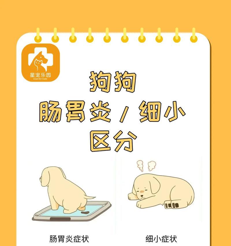 宠物狗狗肠炎的常见症状及治疗方法（了解狗狗肠炎，呵护宠物健康）