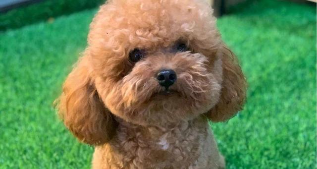 泰迪宠物狗品种大全（泰迪宠物狗的各个品种及其特点）