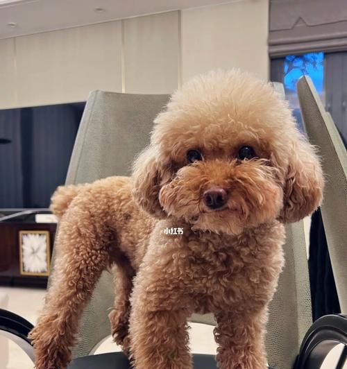 泰迪宠物狗品种大全（泰迪宠物狗的各个品种及其特点）