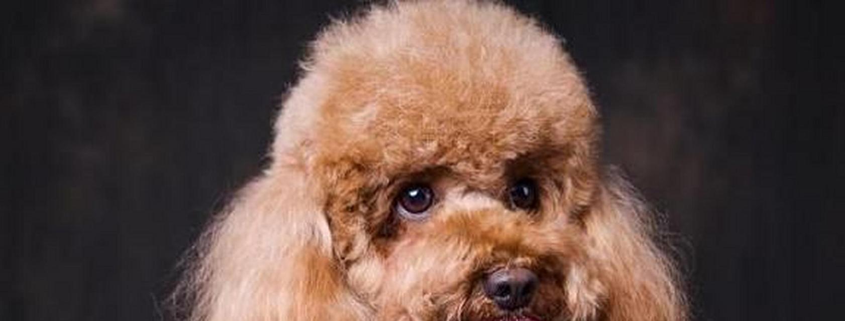 泰迪宠物狗品种大全（泰迪宠物狗的各个品种及其特点）