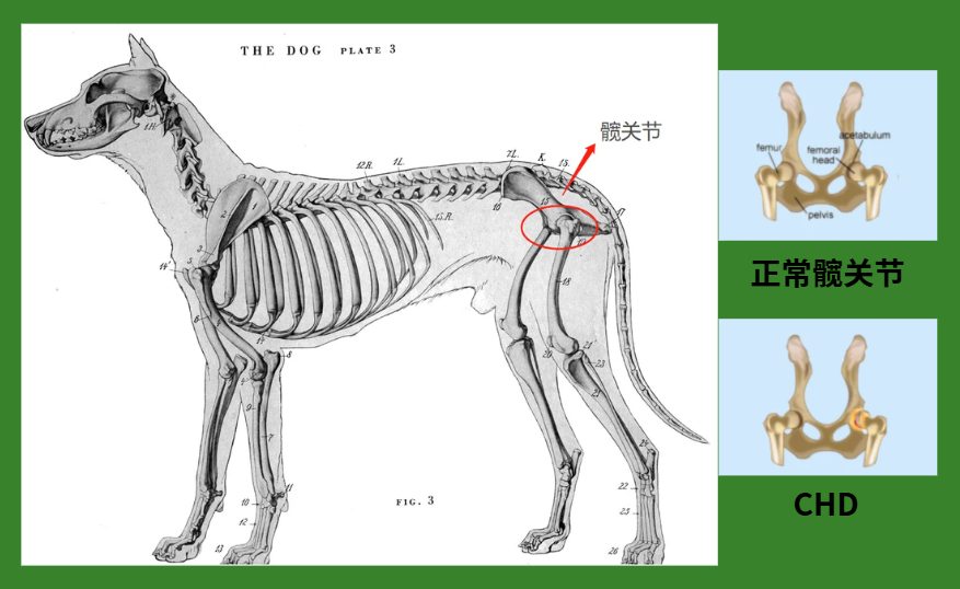 狗狗为什么会发生髋关节发育不良? 狗狗髋关节发育不良
