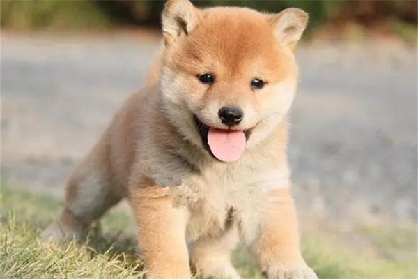 狗狗多动症的成因及表现有哪些? 狗狗多动症的成因及表现有哪些?