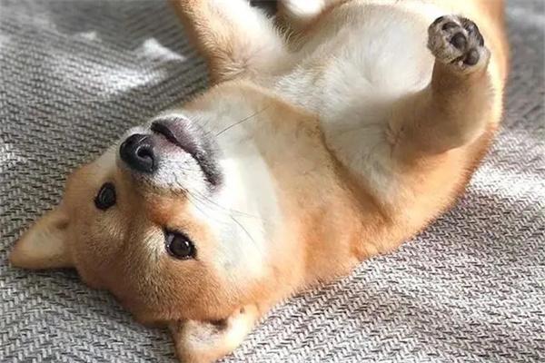 怎么抱狗狗? 怎么抱狗狗?