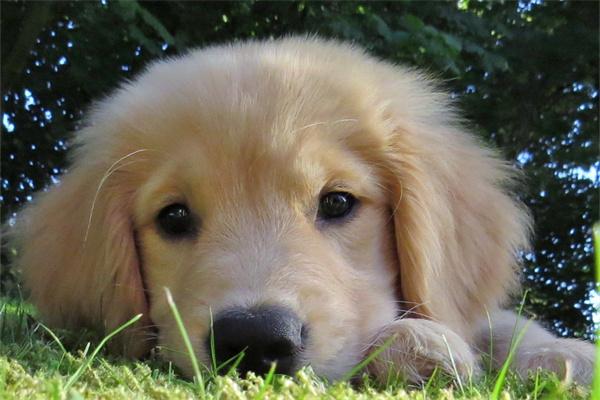 哪些狗狗的脾气好? 哪些狗狗的脾气好?