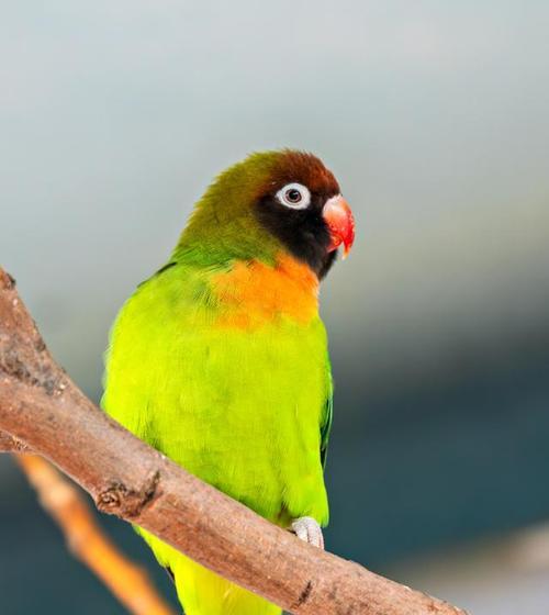 鹦鹉类鸟的多样品种及其特点(了解鹦鹉类鸟的品种和名称,探索其令人惊叹的多样性) 鹦鹉类鸟的多样品种及其特点(了解鹦鹉类鸟的品种和名称,探索其令人惊叹的多样性)