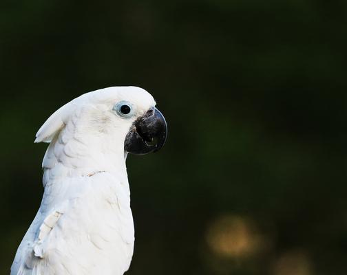 鹦鹉类鸟的多样品种及其特点（了解鹦鹉类鸟的品种和名称，探索其令人惊叹的多样性）