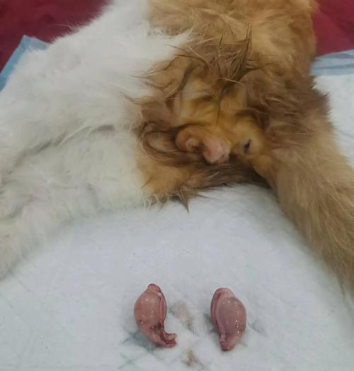 泰迪狗剪指甲的正确频率（让你的泰迪宠物拥有健康的爪子）