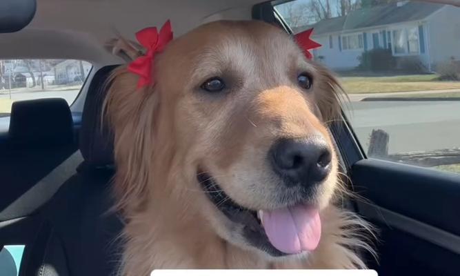 狗的饮食频率(揭秘狗狗饮食规律,) 狗的饮食频率(揭秘狗狗饮食规律,)