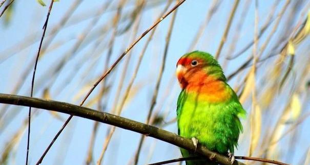 鹦鹉类鸟的多样品种及其特点(了解鹦鹉类鸟的品种和名称,探索其令人惊叹的多样性) 鹦鹉类鸟的多样品种及其特点(了解鹦鹉类鸟的品种和名称,探索其令人惊叹的多样性)