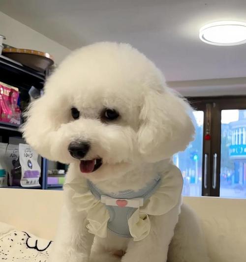 比熊犬的体型多样性(探索不同体型比熊犬的特点与魅力) 比熊犬的体型多样性(探索不同体型比熊犬的特点与魅力)