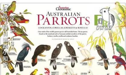 探索鹦鹉的独特特点（了解鹦鹉的聪明才智和多样化能力）