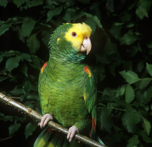 探索鹦鹉的独特特点（了解鹦鹉的聪明才智和多样化能力）