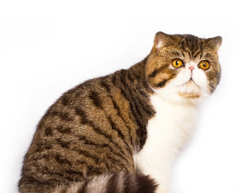 探秘龙猫世界的丰富颜色(了解龙猫的多彩外貌与色彩变化) 探秘龙猫世界的丰富颜色(了解龙猫的多彩外貌与色彩变化)