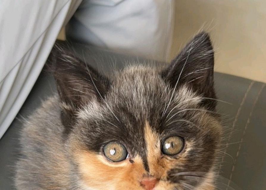 探秘龙猫世界的丰富颜色(了解龙猫的多彩外貌与色彩变化) 探秘龙猫世界的丰富颜色(了解龙猫的多彩外貌与色彩变化)