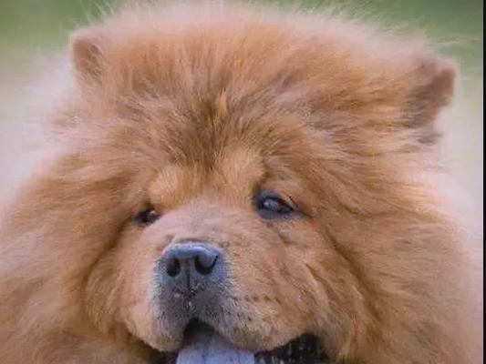 中国犬类文化的多样性（揭示中国丰富的犬类遗产和人与狗之间的特殊关系）