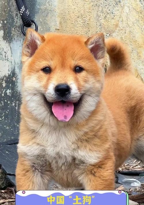 中国犬类文化的多样性（揭示中国丰富的犬类遗产和人与狗之间的特殊关系）